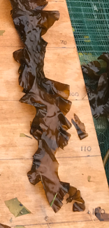 Close-up of blade tip that has shedded its tip and has a tear where further shedding  may occur