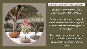Grow and Care for Air Plants