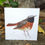 Thumbnail: Redstart