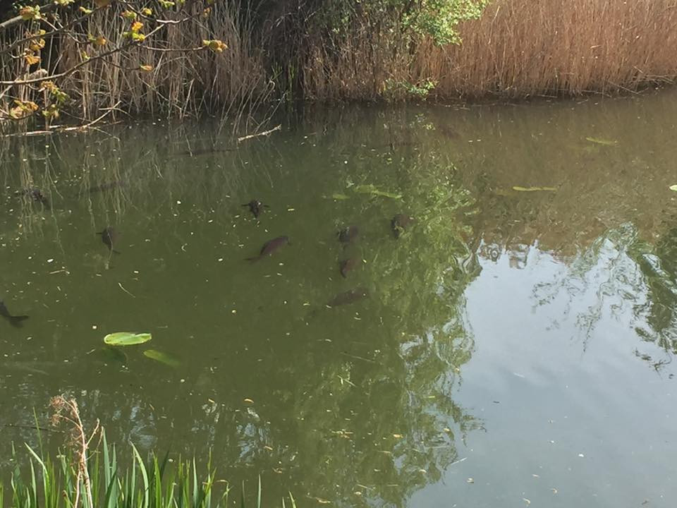 Fishing Crystal Lakes