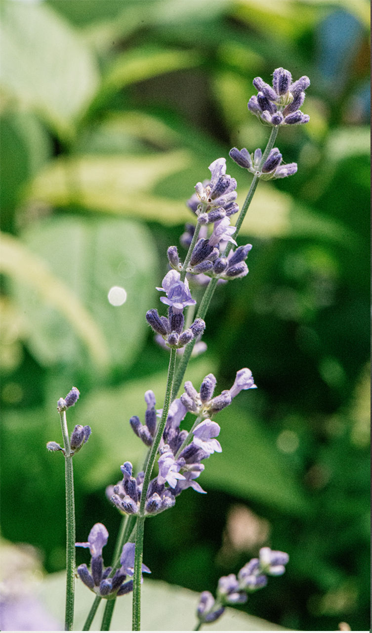 Thumbnail: Spring Floral No. 1