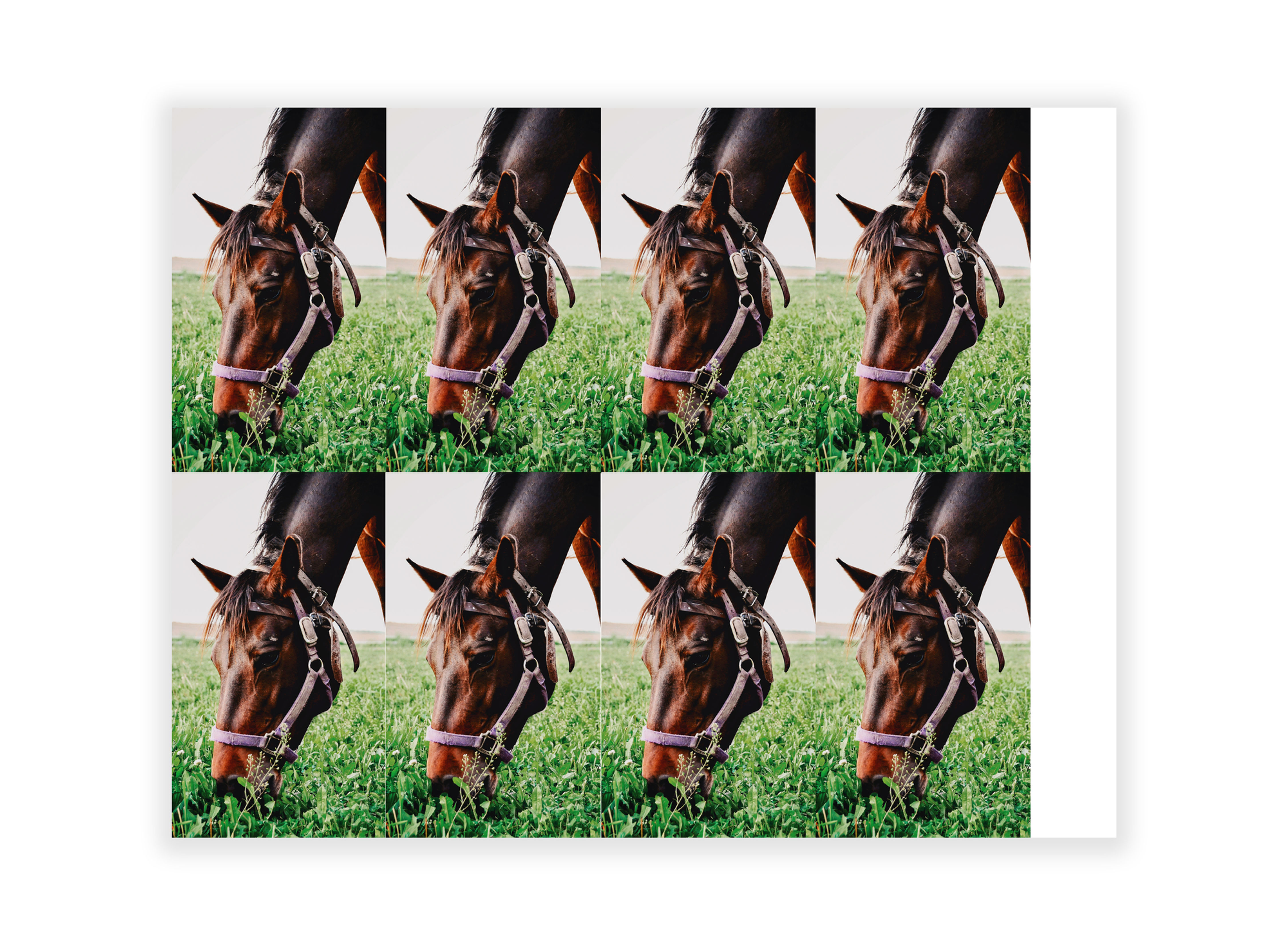 Horse No. 1 Prayer Cards, 8 UP