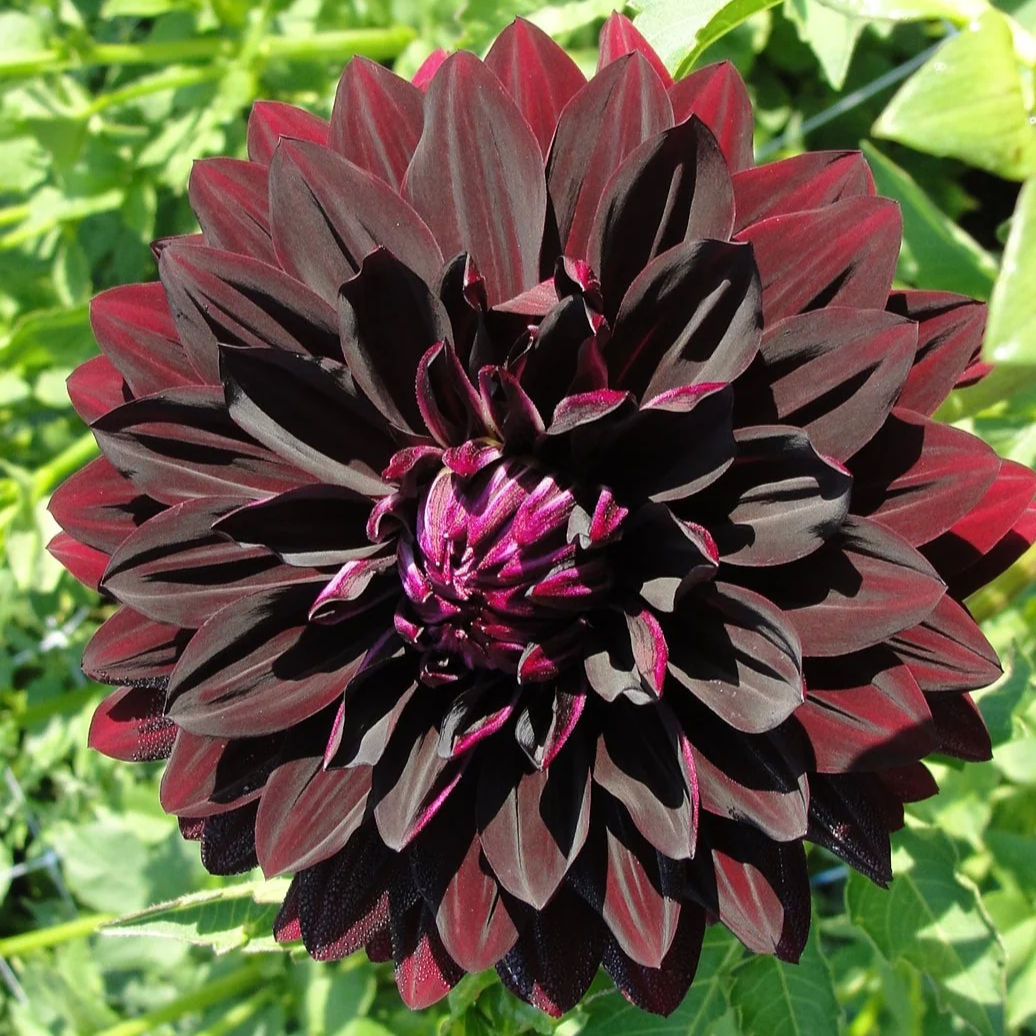 Black Beauty Dahlia Tubers