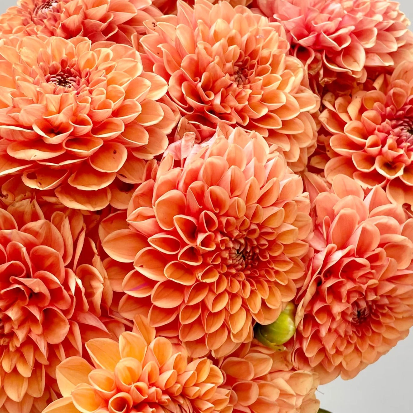 Maarn (Sylvia) Dahlia Tubers