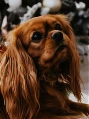 ruby colored cavalier king charles spaniel - Skydance Finishing Touch at Fairhaven - callname Finn, owned by Angela Schuller at Cavaliers of Fairhaven
