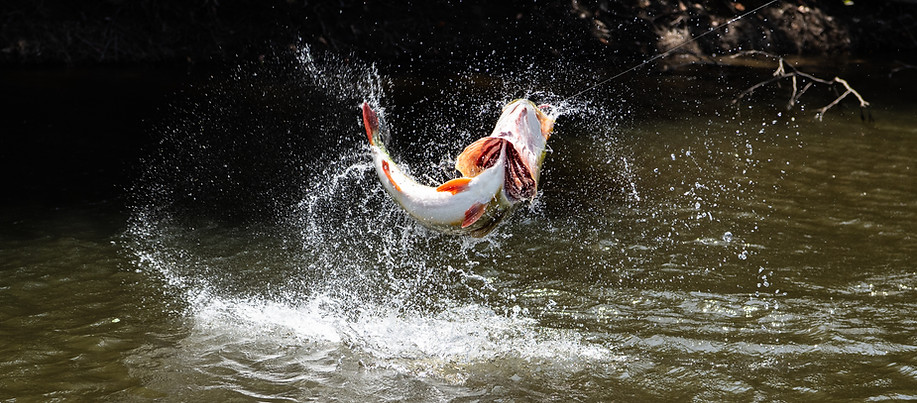 Peacock Bass jump regularly during the fight in Colombia