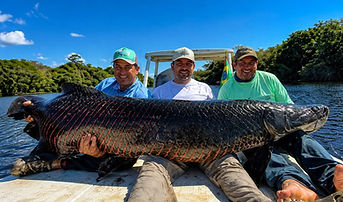 Large Arapaima from the Amazon region of Bolivia