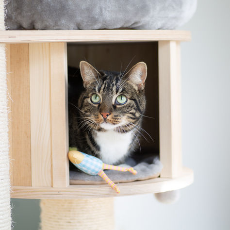 Supras ne kiekvienas: lietuviški gyvūnų viešbučiai siūlo neįtikėtinas paslaugas