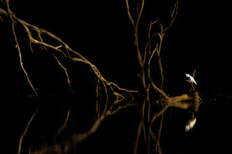 bird reflection photography, moody nature scene, dramatic lighting wildlife, white bird silhouette, contemplative nature imagery, little corella