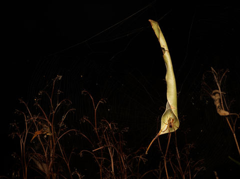 spider web macro, leaf in web, arachnid habitat, nature detail photography, spider behavior, dark background wildlife