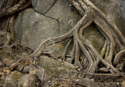 tree roots and rock, forest floor wildlife, nature textures, animal in roots, ecological resilience, woodland photography