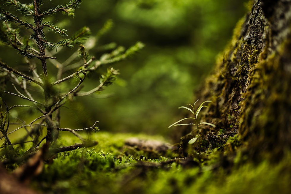 martinphotography-moss-6649862_1280.jpg