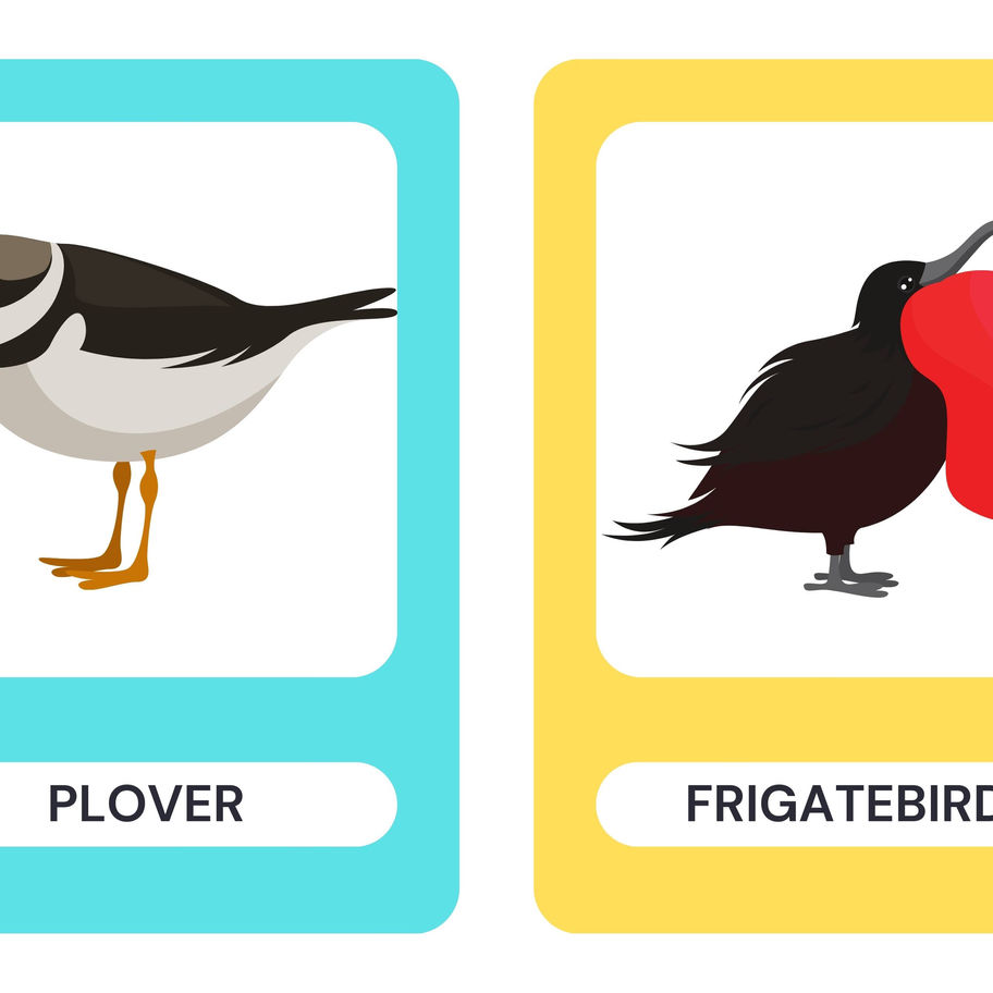 Plovers and Frigatebirds: Colorful bird illustrations