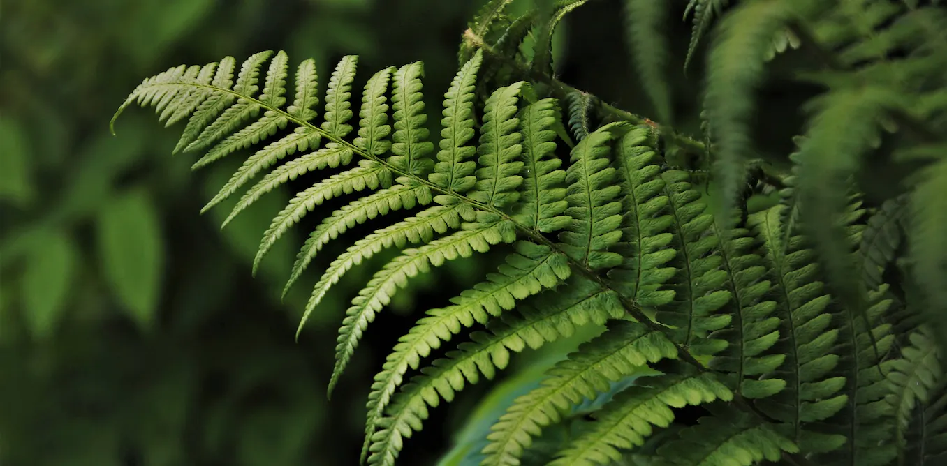 Fern.webp