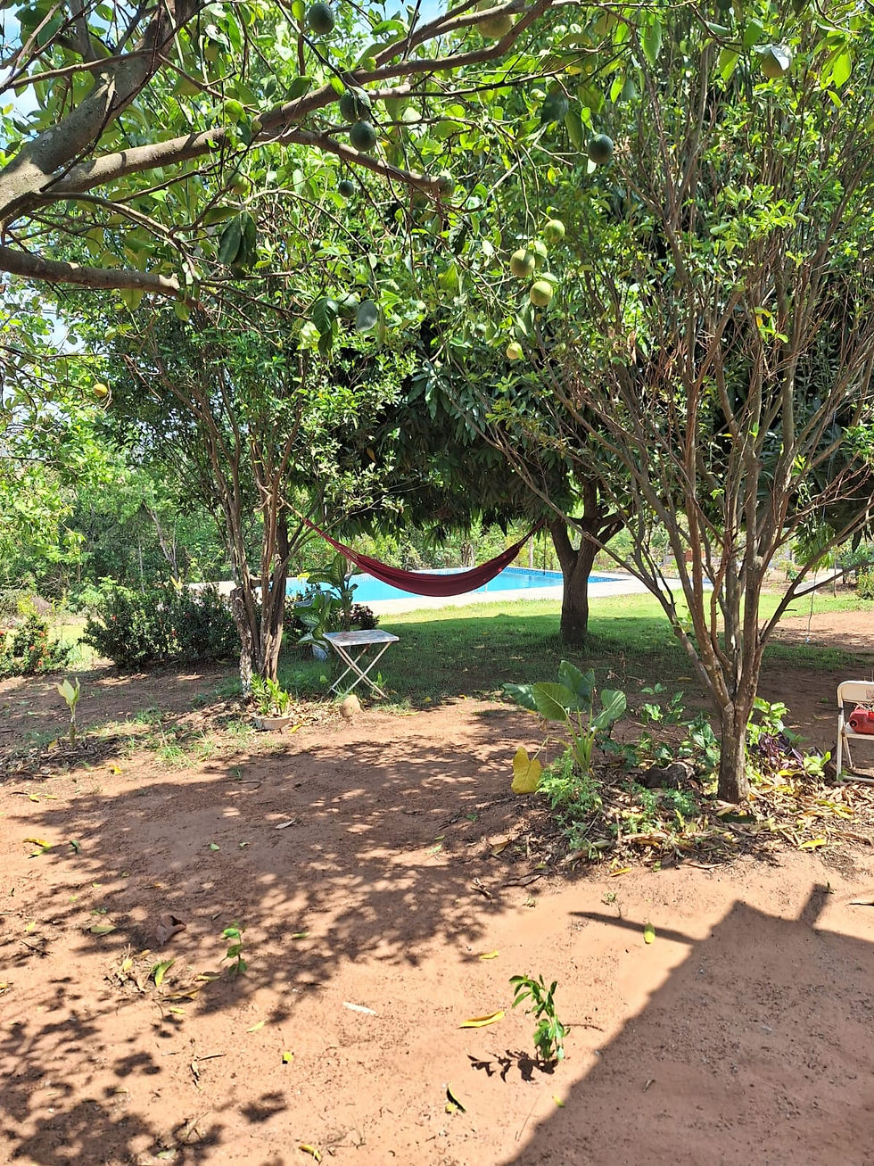 Miniatura: CHACÁRA CAMILA