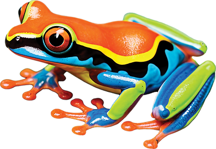 FrogMultiColored.png