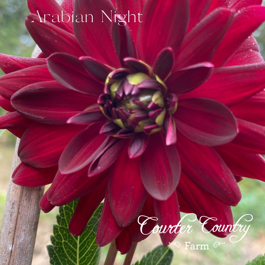 Arabian Night burgundy dahlia tubers from Courter Country Farm in Poulsbo, WA.