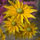 Thumbnail: Rudbeckia, Yellow Centered