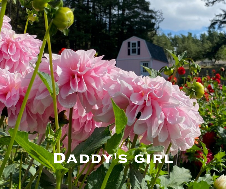 Pastel Pink Dahlia, Daddy's Girl Courter Country Farm