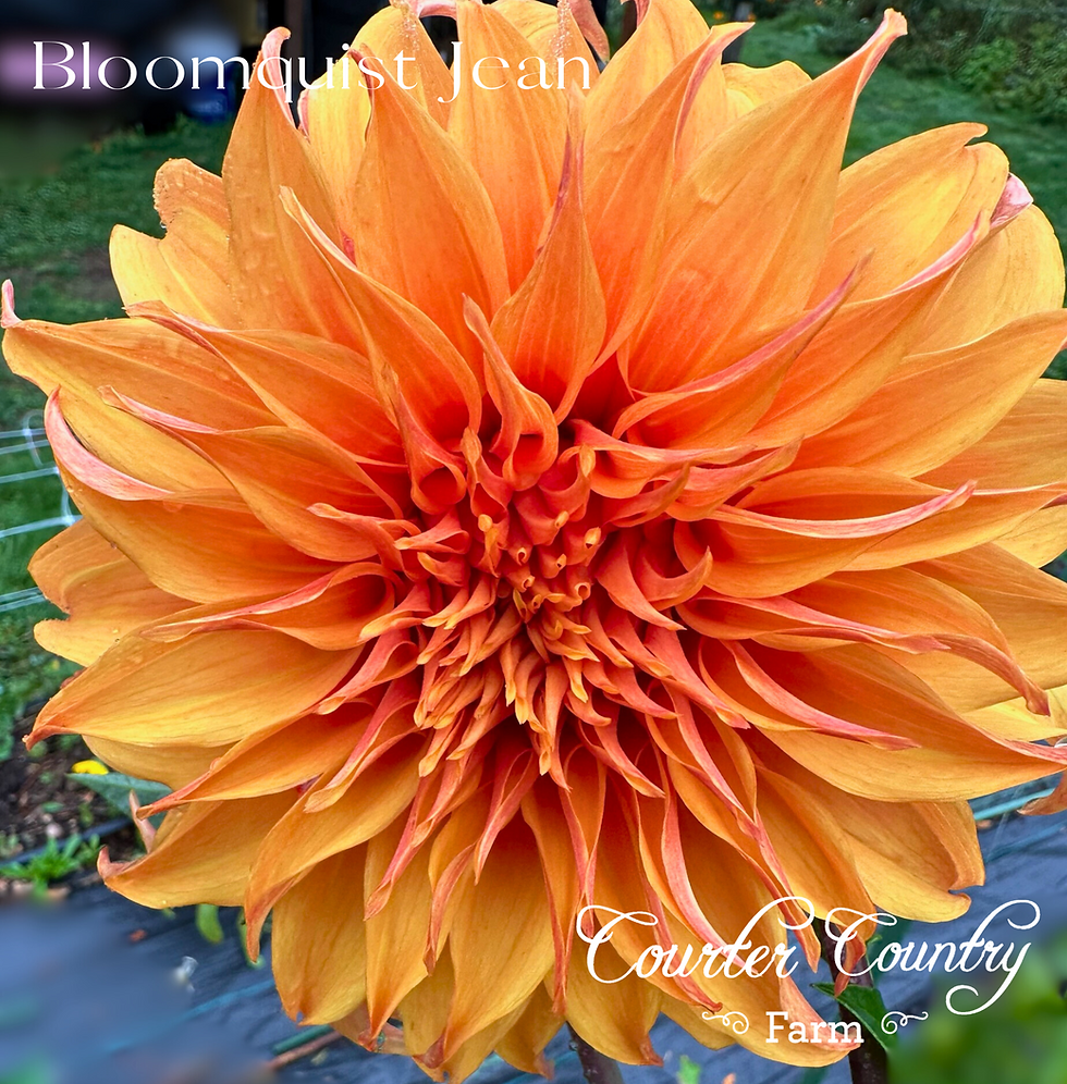 Bloomquist Jean is a highly sought after elegant dahlia grown on Courter Country Farm.