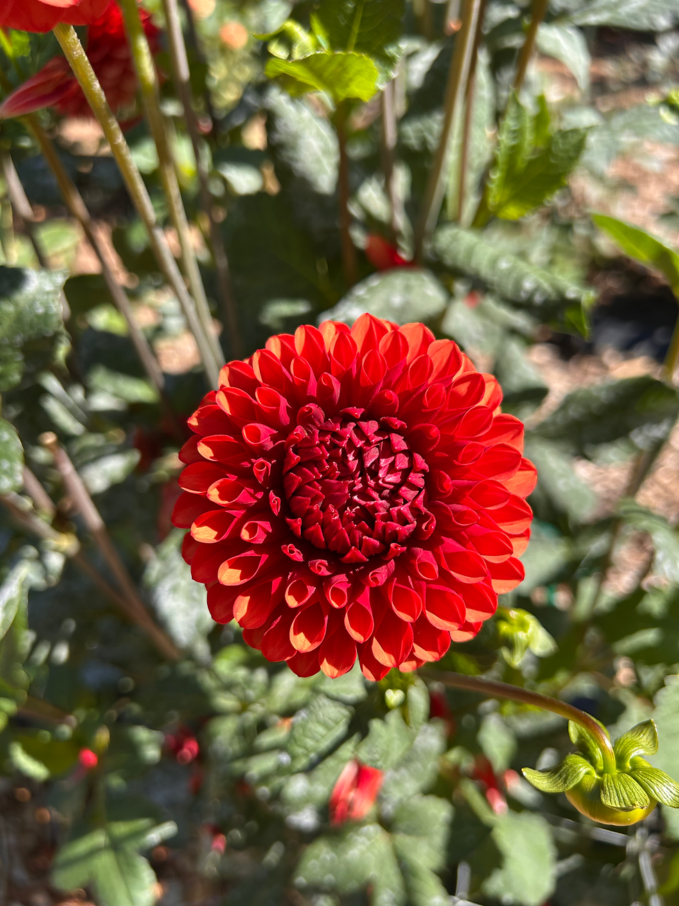 Brown Sugar is a perfect bloom for those rustic fall dahlia bouquets