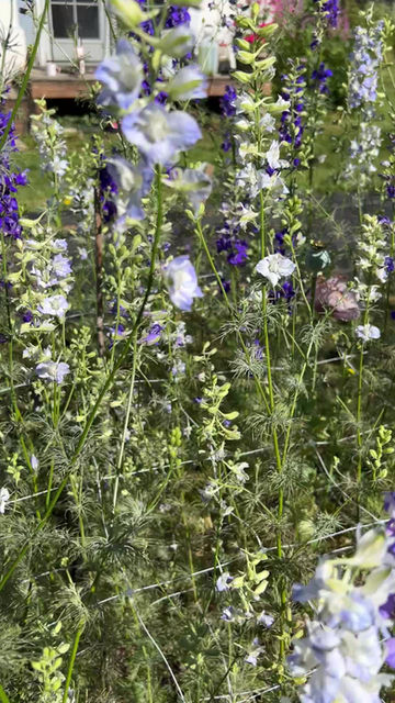 Thumbnail: Larkspur, Light Purple