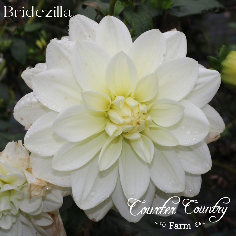 Bridezilla is perfect for growing in mass for wedding work. Long strong stems make Bridezilla a go-to for white dahlia blooms