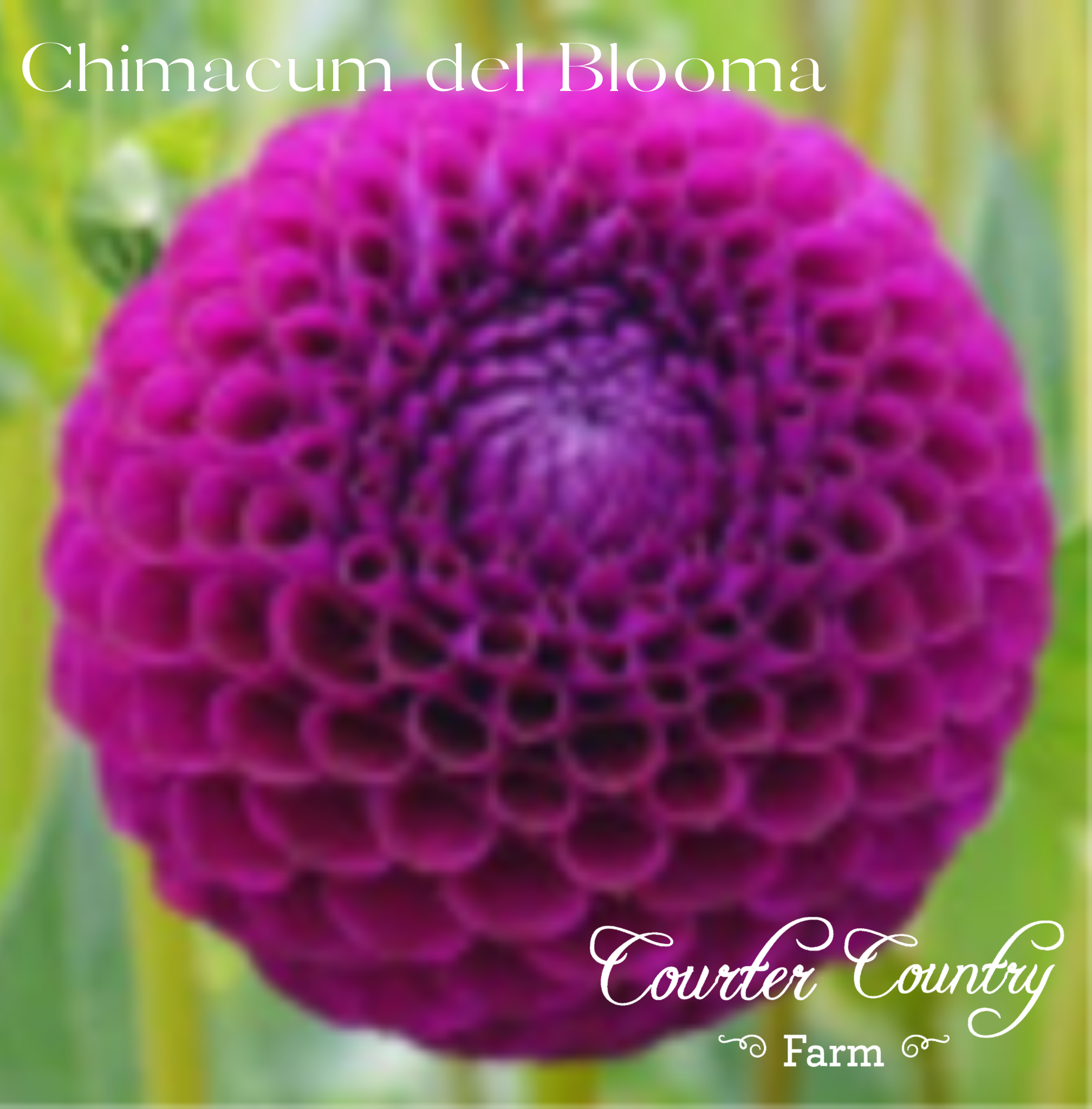 Chimacum del Blomma