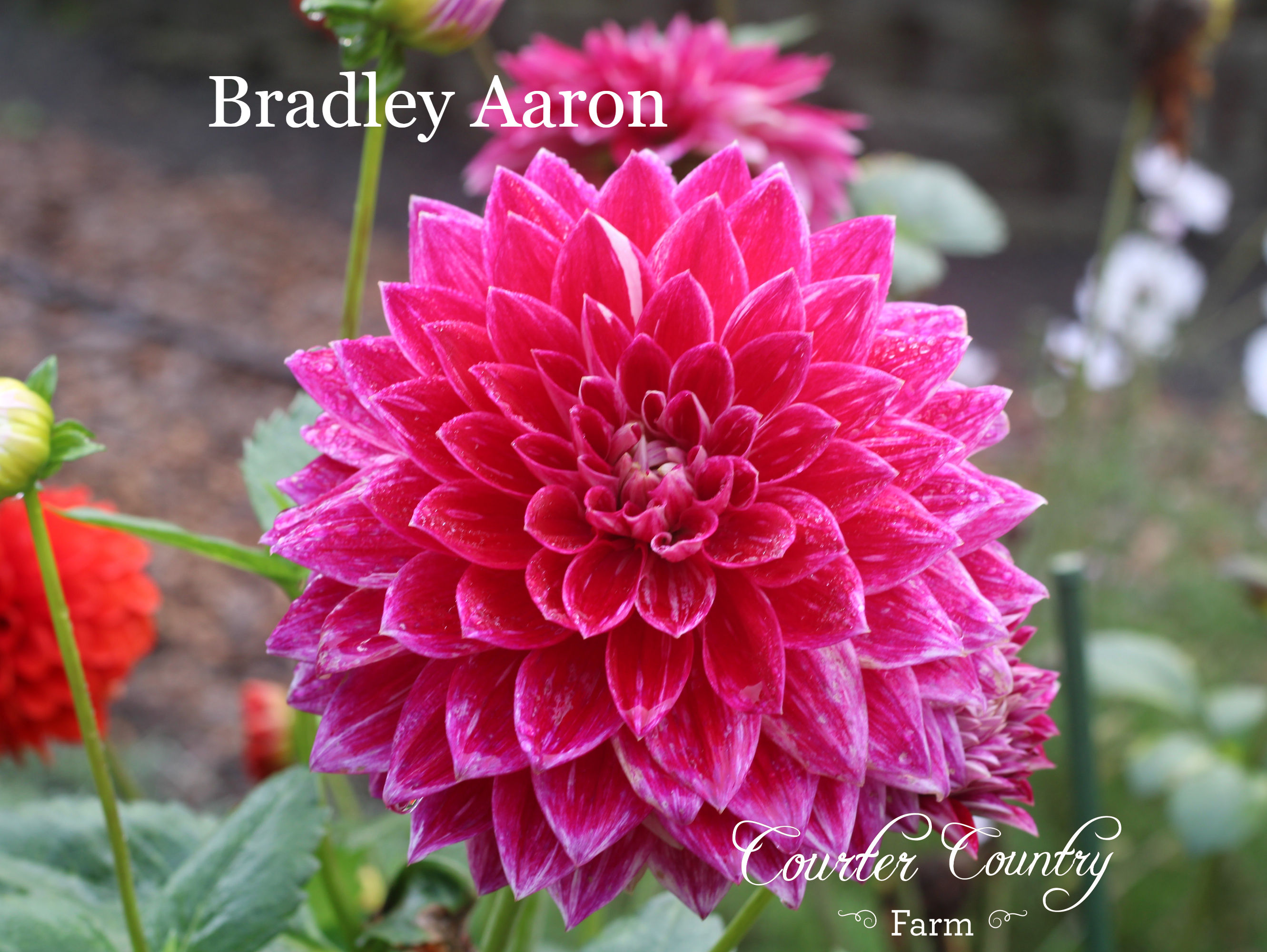 Bradley Aaron is a dahlia that we plant all over Courter Country Farm for the bright cheery blooms she displays