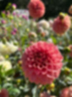 Thumbnail: KA's Keltie Rose -TM- No Sale