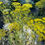 Thumbnail: Dill, Yellow