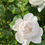 Thumbnail: Roses, Desmonda by David Austin 