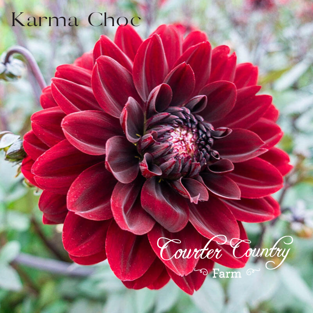 Karma Choc