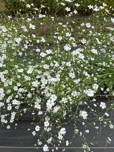 Baby's breath, Covent Gardens | Courter Country Farm