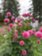 Thumbnail: Tahoma Lady