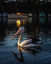 eurobodalla_narooma pelicans_David Rogers Photography-6736.jpg