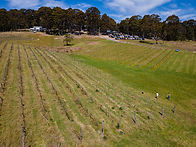 Tilba_Valley_vines.jpg