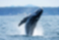 Whale Craig Bryant Photography.jpg