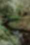 Anchorage Farm Narooma natural spring.jpg