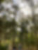 Tilba Coastal Retreat Loop Track Gum Trees
