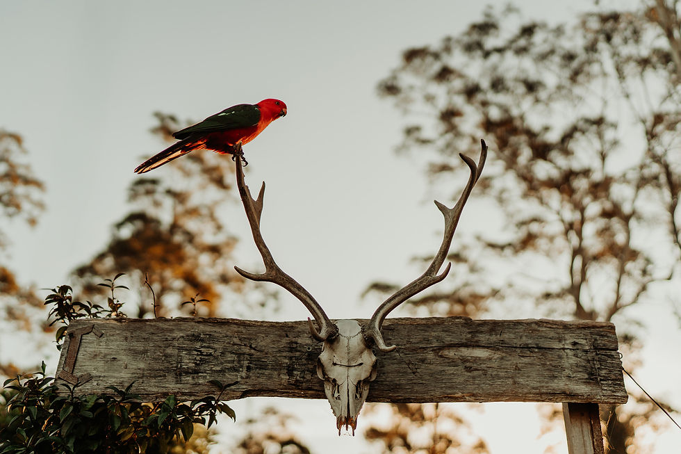 Anchorage Farm Narooma king parrott.jpg