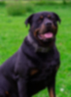 Harry at The Natural Dog Training Academy