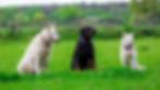 Why our Courses at The Natural Dog Training Academy