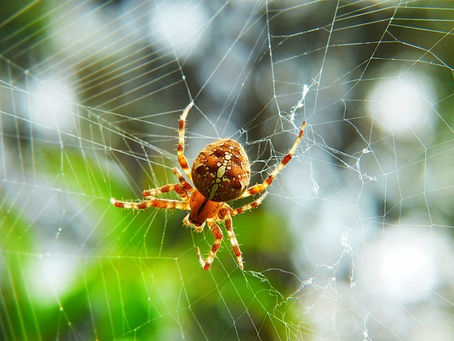L'hypnose Ericksonienne pour surmonter vos phobies