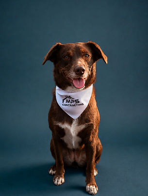 Coco, a brown and white dog wearing an MPS Contracting bandana, sitting and smiling against a blue studio backdrop.