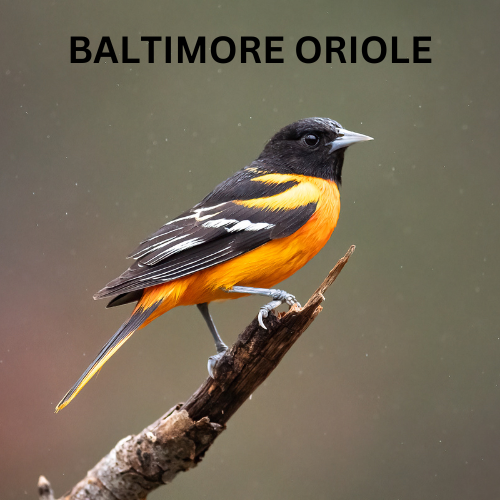 ree