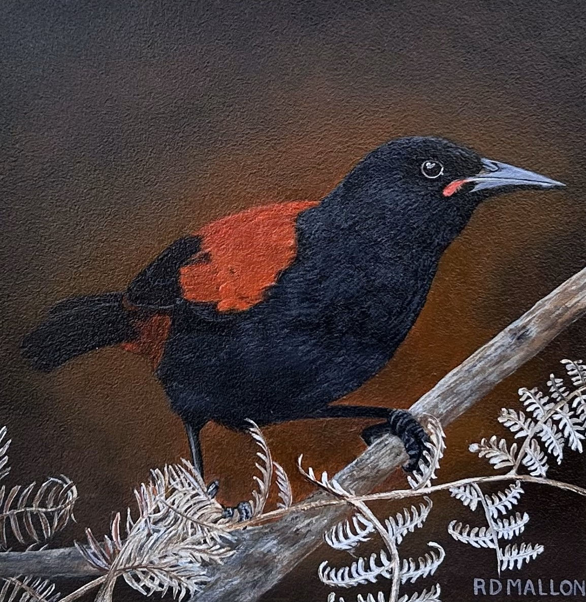 Our Beautiful Saddleback - Tieke