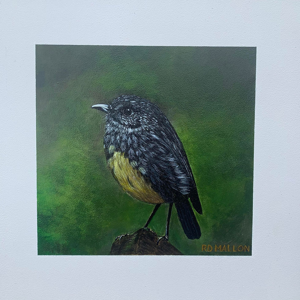 Thumbnail: Toutouwai - North Island Robin