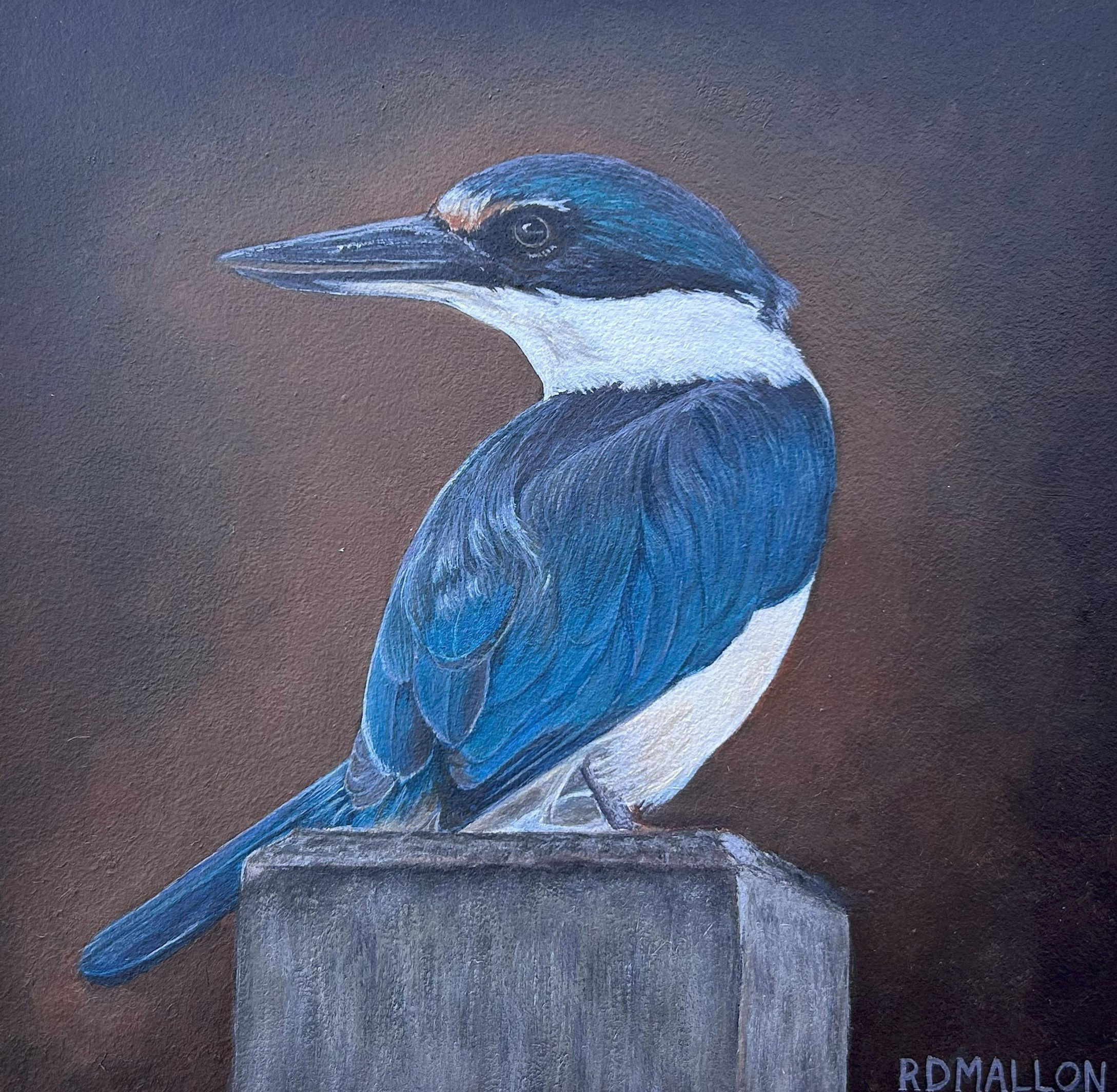 No Looking Back - Kotare