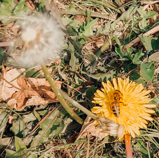 Bee on dandelion flower and seeds close up